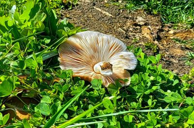 Shrooms of YC