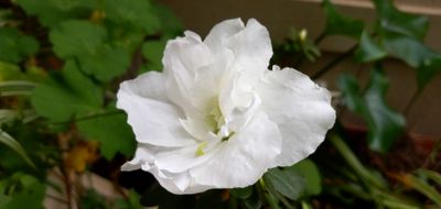 g13/79/738779/3/175271621.62b5645f.JPEG