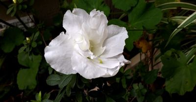 g13/79/738779/3/175271622.fa65a8c8.JPEG