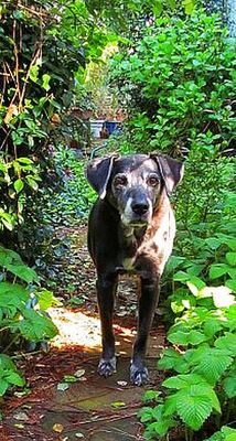 Amos the Gardener