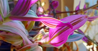 Pink Tradescantia