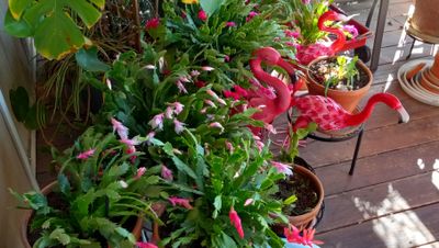 Christmas Cactus YC