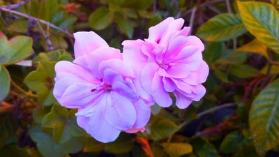 g13/79/738779/3/175292295.0a1e1ab7.JPEG