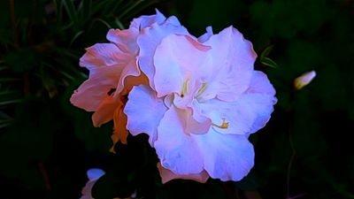 Azalea of YC