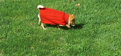 Dog Parking