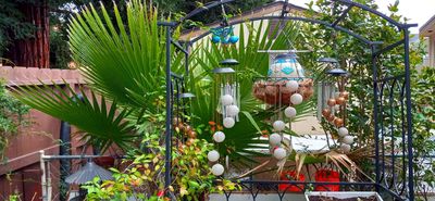 Sago Palm