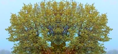 g13/79/738779/3/175313659.012d42be.JPEG