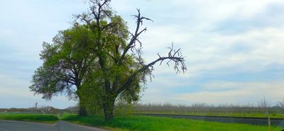 Highway 99
