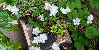 Azalea of YC