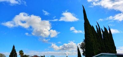 Cypress of YC
