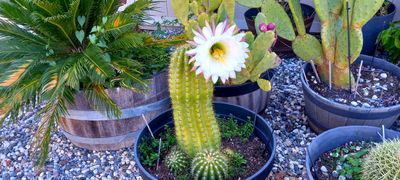 g13/79/738779/3/175372278.bc39f463.JPEG