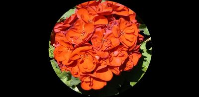 Geraniums of Yuba City