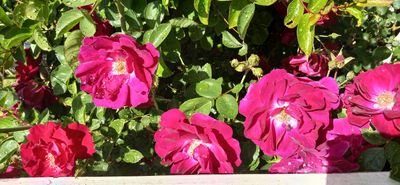 g13/79/738779/3/175392328.97023541.JPEG