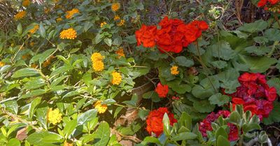 Lantana