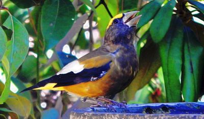 Evening Grosbeak