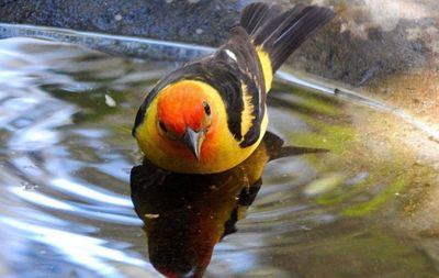 Western Tanager