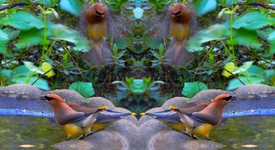 Cedar Waxwings