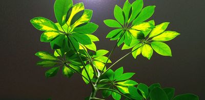 Schefflera Arboricola