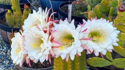 White Blooms