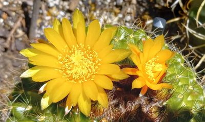 Cactus Yellows
