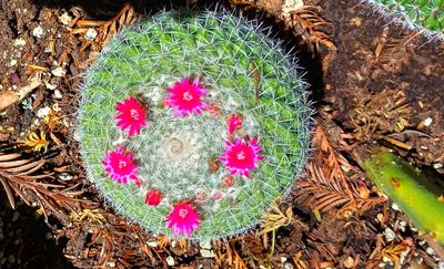 Cactus Pinks