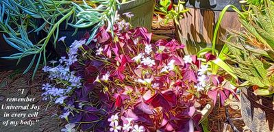 Oxalis