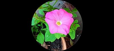 Petunias of Yuba City
