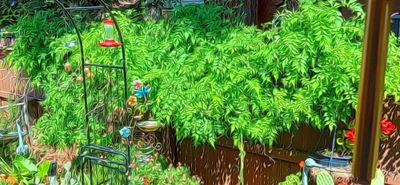 Trumpet Vine