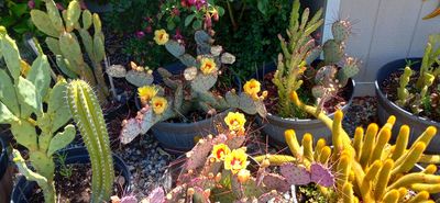 g13/79/738779/3/175451984.7ff00305.JPEG