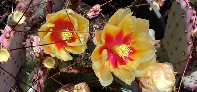 Cactus Yellows