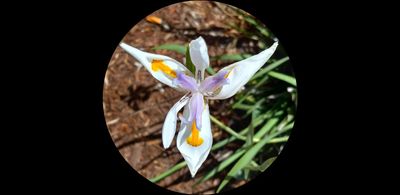 Iris of Yuba City