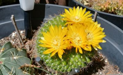 Cactus Yellows