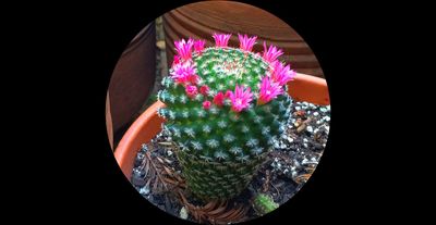 Cactus Pinks