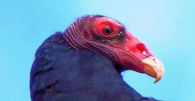 Turkey Vulture
