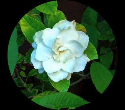 Gardenias of Yuba City