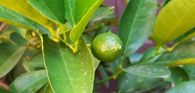 Lemon and Lime