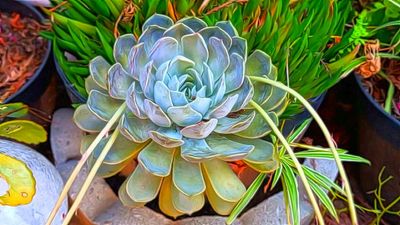 Succulents of Yuba City