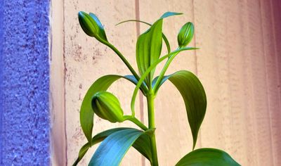 Lily Buds
