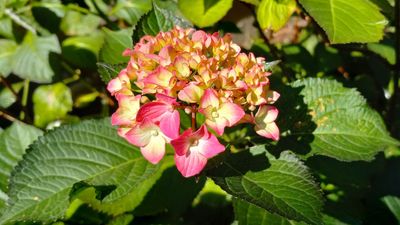 Hydrangea YC