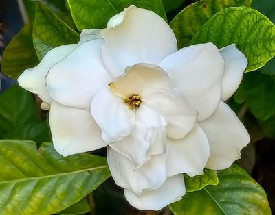 Gardenias of Yuba City