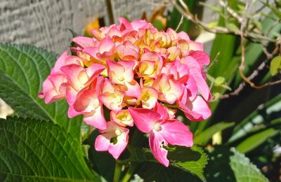Hydrangea YC