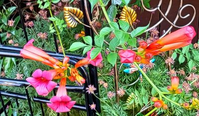 Trumpet Vine