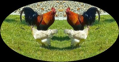Chickens of Yuba City