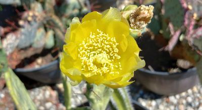 Cactus Yellows