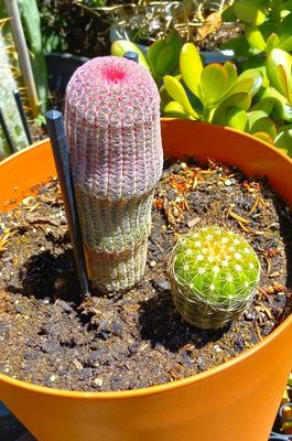 YC Cactus