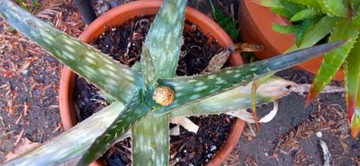 Succulents of Yuba City