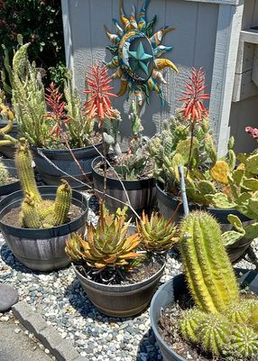 Succulents of Yuba City