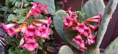 Trumpet Vine