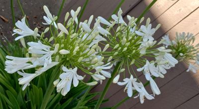 Agapanthus YC