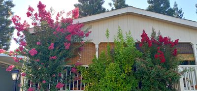 Crepe Myrtle